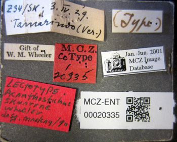 Media type: image;   Entomology 20335 Aspect: labels